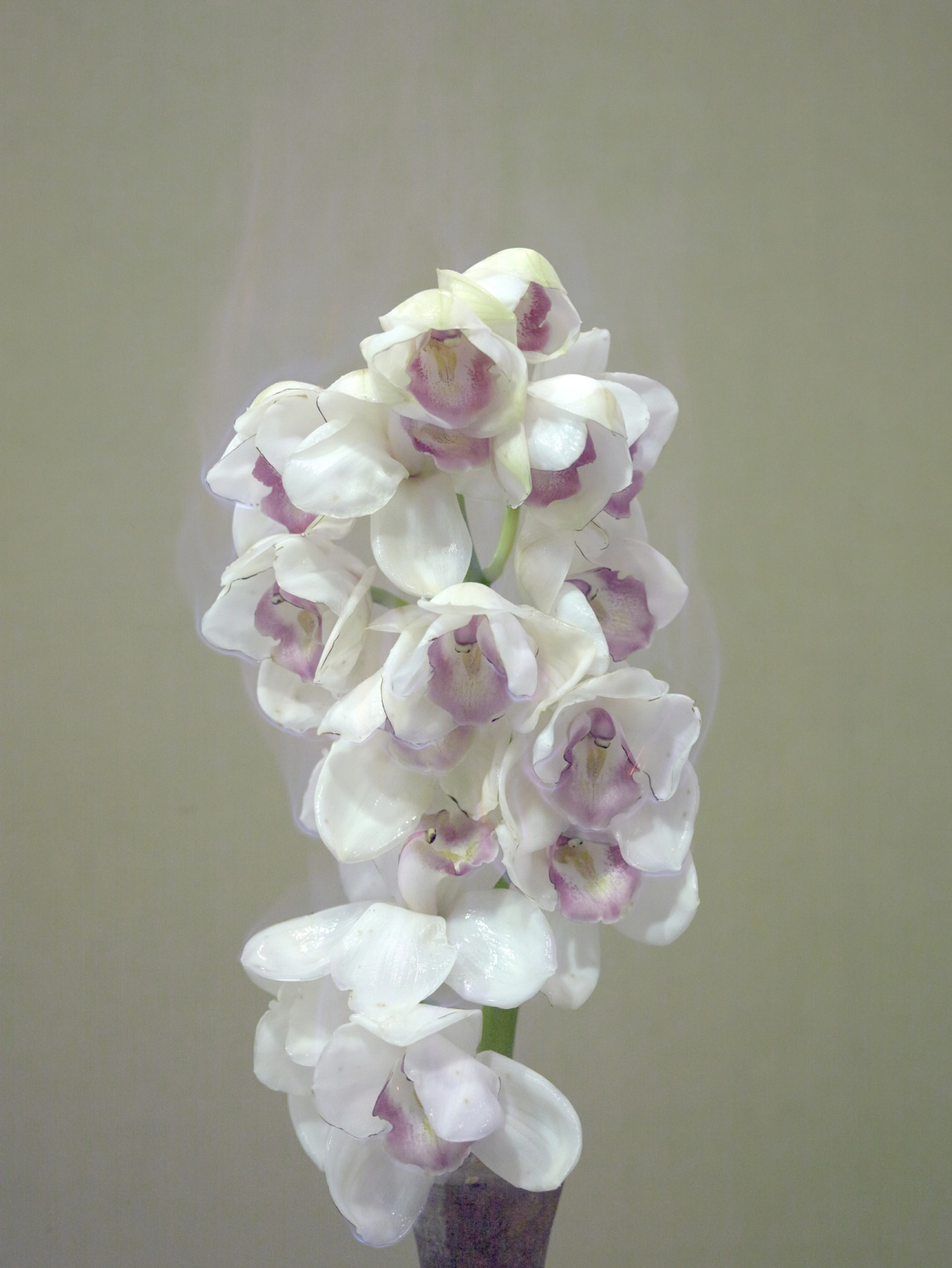 The Scent Blind